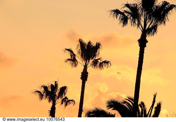 Three palmtrees in the sunset. Maremagnum area  Port Vell  Barcelona  Catalonia  Spain