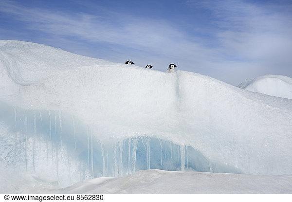 Three penguin chicks  in a row  heads seen peering over a snowdrift or ridge in the ice on Snow Hill island.