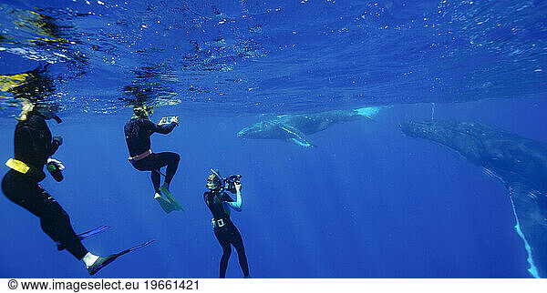 Three people snorkeling with humpback whales in ocean  Kingdom of Tonga  Ha'apai Island group  Tonga