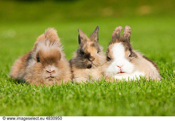 Three rabbits sitting on grass