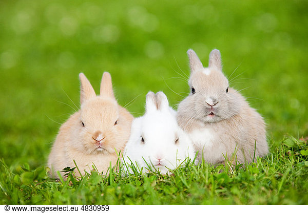 Three rabbits sitting on grass