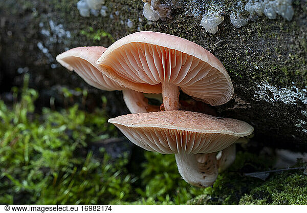 Three Rhodotus palmatus mushrooms growing on the trunk of a dead tree. Spain.