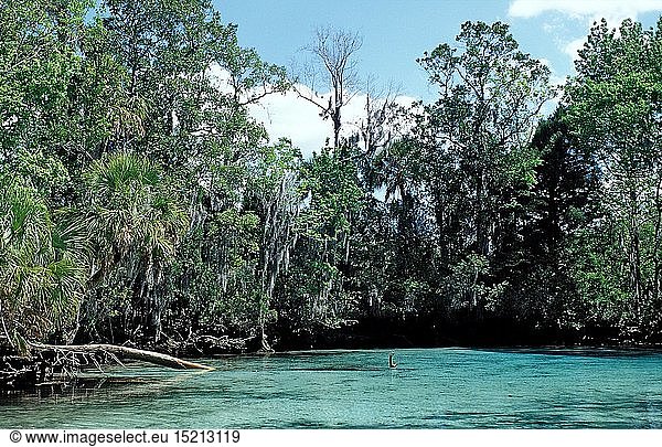 Three Sisters Manatee Schutzgebiet  USA  Florida  FL  Crystal River