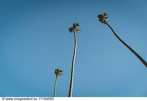 Three Skinny Palm Trees Against a bright Blue Cloudless Sky