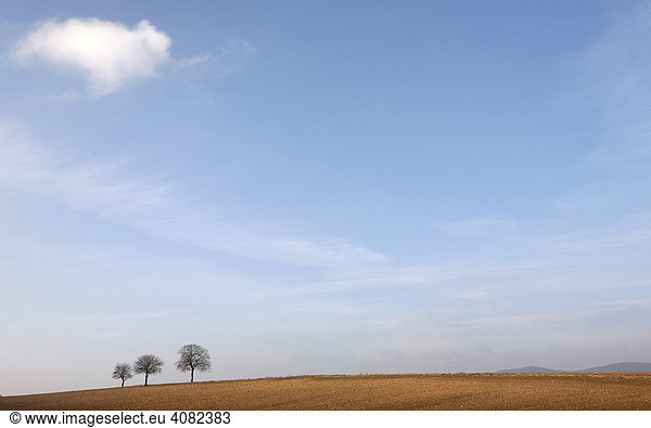 Three trees on a field in wintertime  Palatinate region  Rhineland-Palatinate  Germany  Europe