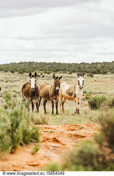 three wild burros stare at camera on blm land of utah