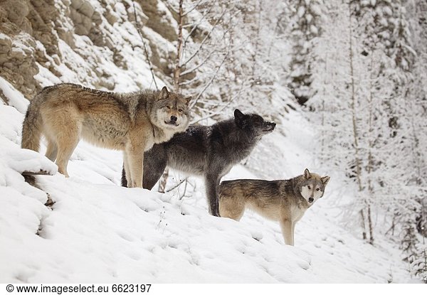 Three Wolves In Winter