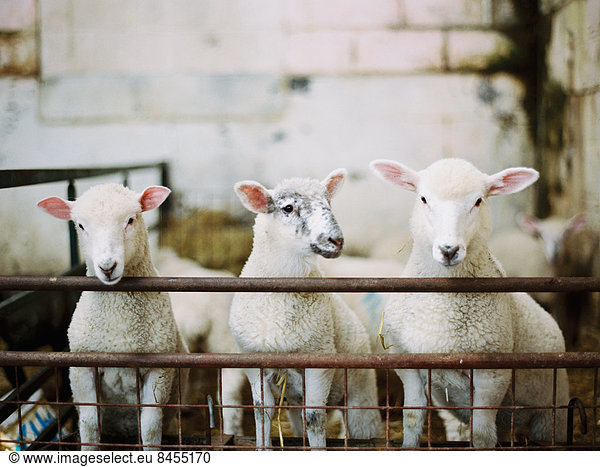 Three young lambs in a pen  in a farmyard barn. Lambing time.