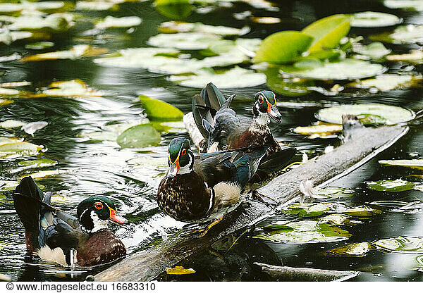 Threw wood ducks on a floating log in a pond