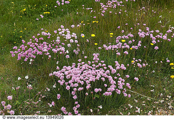 Thrift in Bloom  Chesil Beach