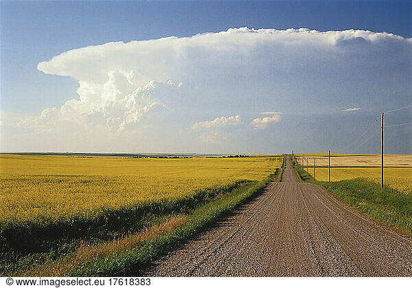 Thundercloud over Road and Canola Fields  Drumheller  Alberta Canada