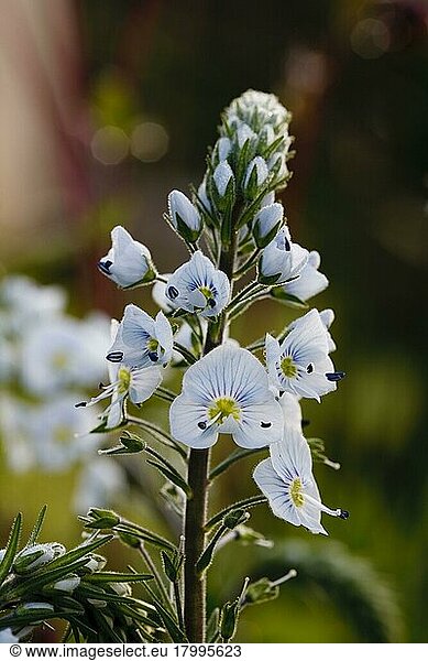 Thyme-leaved Speedwell (Veronica serpyllifolia) flowering Thyme-leaved ...