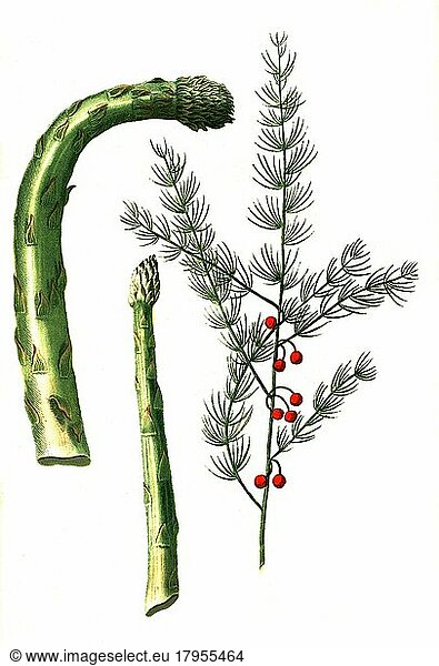 Thyrsus asparagi  Asparagus and Asperagus monstrosus  Asparagus  Historic  digitally restored reproduction of a 19th century original