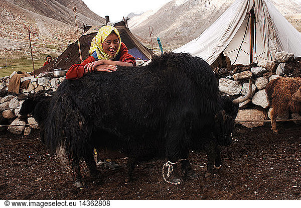 Tibetan nomads on the way to Pangong Tso. Ladakh  Jammu and Kashmir
