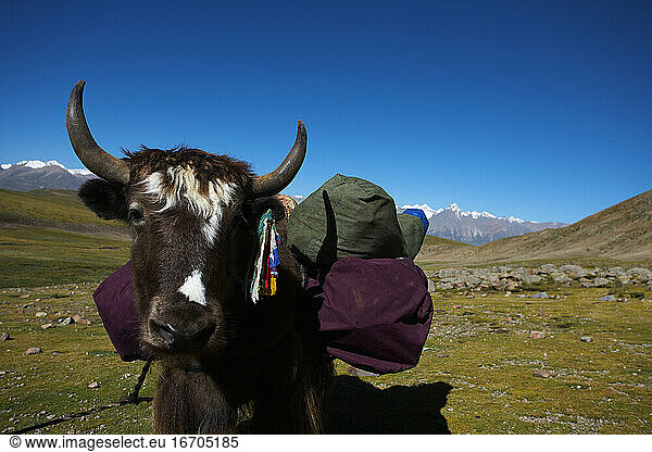Tibetan yak transporting luggage on a hiking trip in Tibet