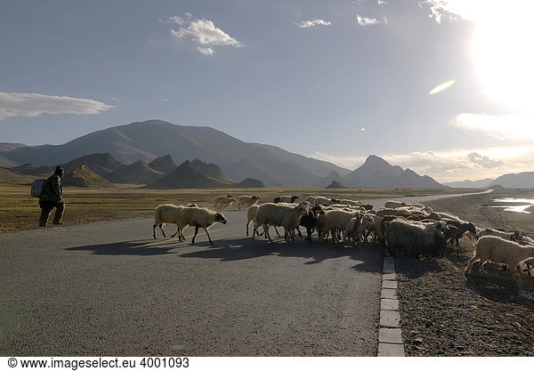 Tibetischer Hirte mit Schafherde beim Überqueren des Friendship-Highways in der Hochebene von Tingri  Shekar  Tibet  China  Asien