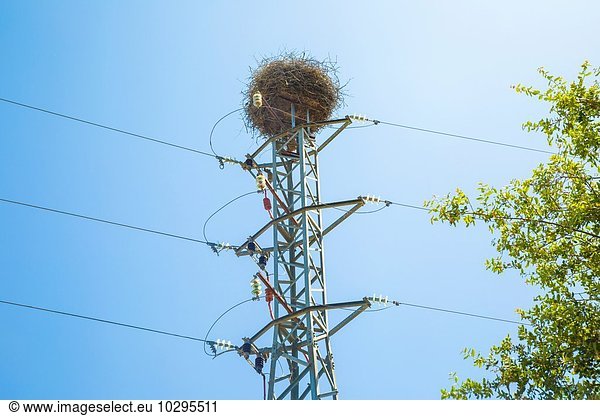 Tiefblick auf das große Vogelnest auf dem Strommast  Veyer de la Frontera  Spanien