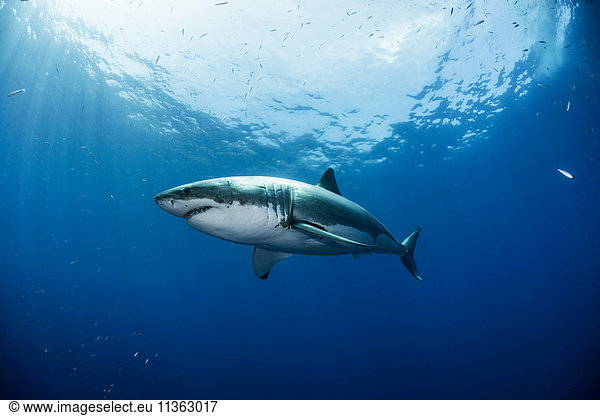 Tiefblick auf den Weißen Hai  Guadalupe  Mexiko