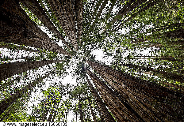 Tiefblick auf die alt gewachsenen Bäume und den Himmel im Muir Woods National Monument  Mount Tamalpais; Kalifornien  Vereinigte Staaten von Amerika
