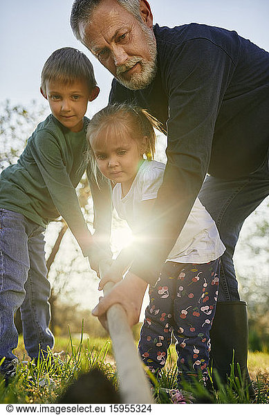 Tiefblick auf Großvater und Enkelkinder beim Graben mit der Schaufel im Garten
