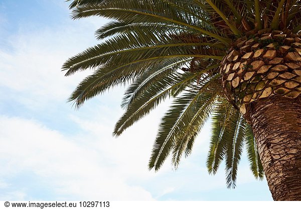 Tiefblick auf Palme und blauen Himmel