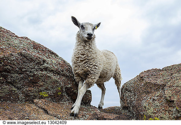 Tiefblick auf Schafe  die auf einem Felsen vor bewölktem Himmel stehen