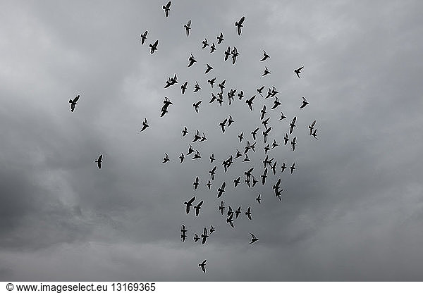 Tiefblick auf Vogelschwarm und bedeckten Himmel