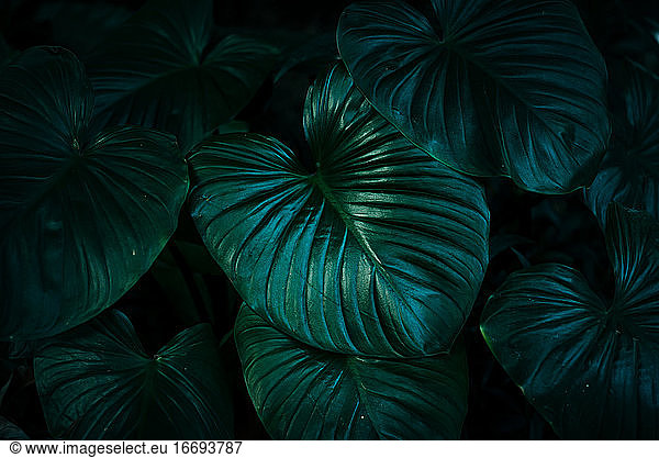 Tiefgrüne tropische üppige Blätter dunkler Ton Hintergrund
