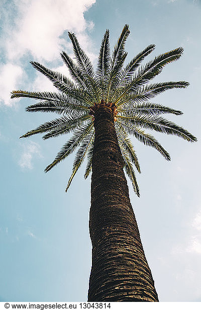 Tiefwinkelansicht der Palme gegen den Himmel