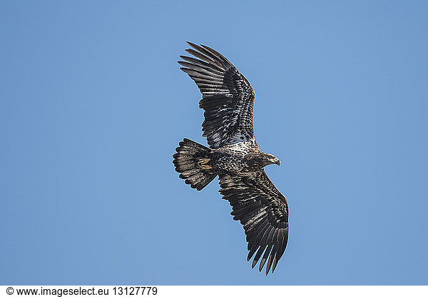 Tiefwinkelansicht eines Adlers  der bei strahlend blauem Himmel am sonnigen Tag fliegt