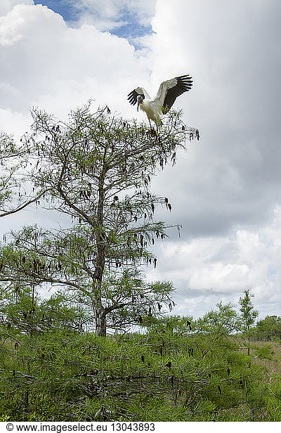 Tiefwinkelansicht eines Storches  der gegen bewölkten Himmel über einen Baum fliegt