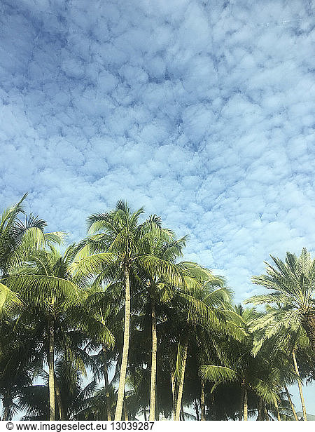Tiefwinkelansicht von Palmen gegen bewölkten Himmel