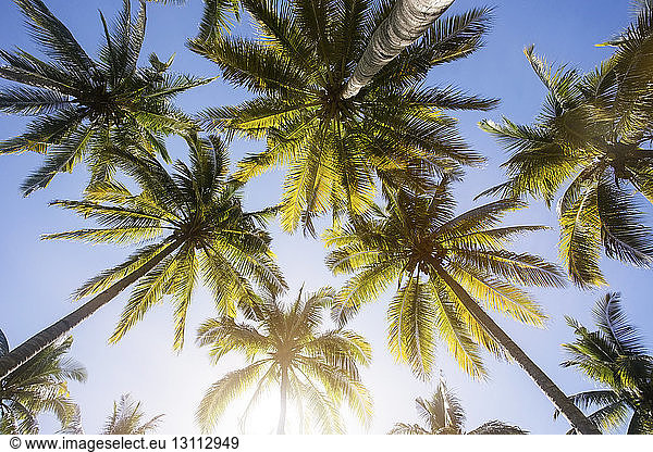 Tiefwinkelansicht von Palmen gegen blauen Himmel