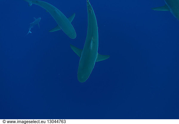 Tiefwinkelansicht von unter Wasser schwimmenden Haien
