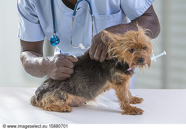 Tierarzt mit Haustier 's Gesundheit überprüft auf yorshire 's hält eine Spritze in den Mund  auf tierärztliche Klinik Hintergrund.