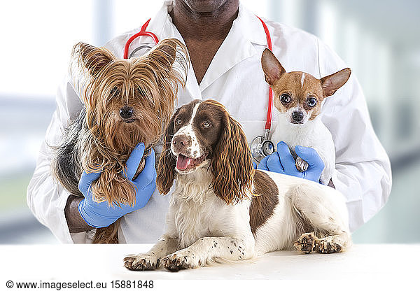 Tierarzt und niedliche Haustiere luxery Tierklinik Hintergrund