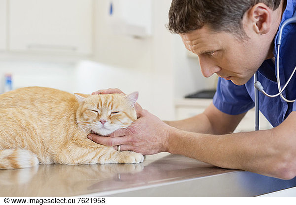 Tierarzt untersucht Katze in der Tierarztpraxis
