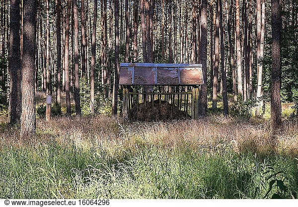 Tierfütterung im Wald in der Nähe von Straczno im Kreis Walcz in der Region Westpommern in Polen.