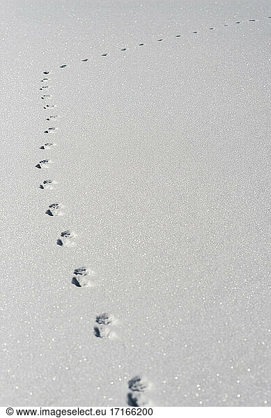 Tierische Fußabdrücke im staubigen Schnee