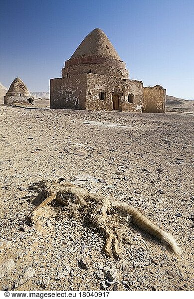 Tierkadaver vor Grabstätte  Al Qasr  Dakhla Oase  Libysche Wüste  El Qasr  Grabstätte  Grabmahl  Ägypten  Afrika