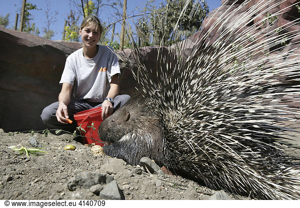 Tierpflegerin mit Stachelschwein (Hystricidae) ZOOM Erlebniswelt Gelsenkirchen Nordrhein-Westfalen Deutschland Europa