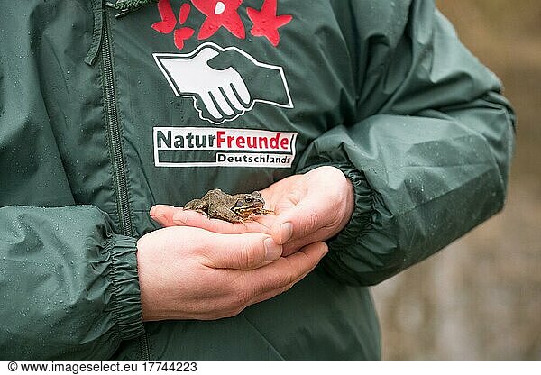 Tierschutz  Grasfrosch (Rana temporaria)  auf Hand bei Amphibienwanderung  Naturschutz  Velbert  Deutschland  Europa