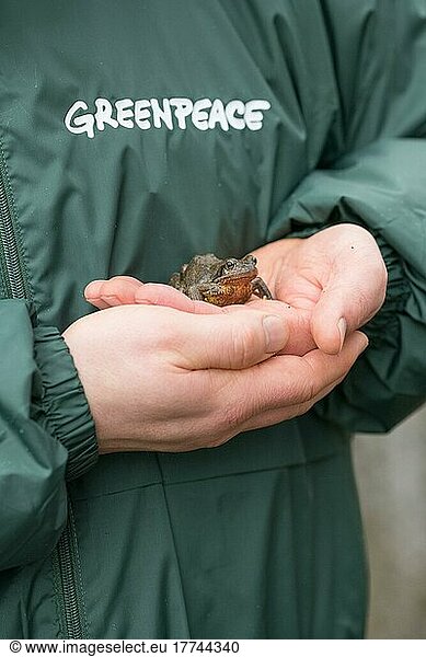 Tierschutz  Grasfrosch (Rana temporaria)  auf Hand bei Amphibienwanderung  Naturschutz  Velbert  Deutschland  Europa