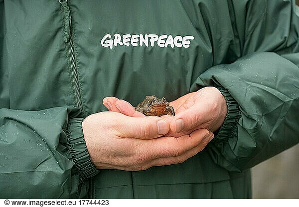 Tierschutz  Grasfrosch (Rana temporaria)  auf Hand bei Amphibienwanderung  Naturschutz  Velbert  Deutschland  Europa