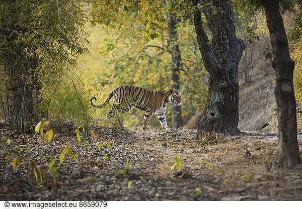 Tiger  Bandhavgarh-Nationalpark  Madhya Pradesh  Indien