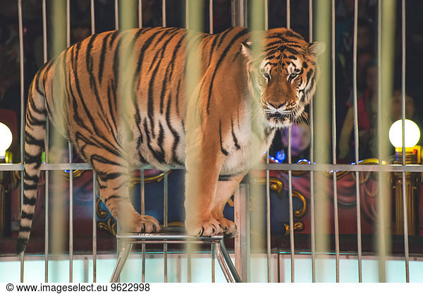 Tiger in circus with audience in the background