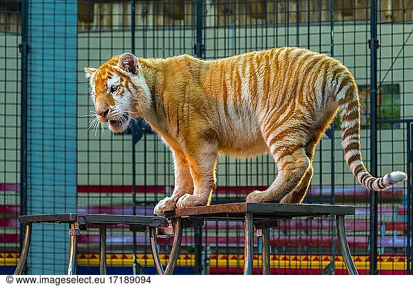 Tiger (Panthera tigris) in der Manege  Golden Tabby  captive  Tigerpark  Mecklenburg-Vorpommern  Deutschland  Europa