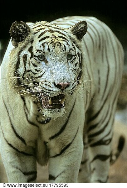 Tiger (Panthera tigris)  Raubkatzen  Raubtiere  Säugetiere  Tiere  White Tiger Close-up  Captive