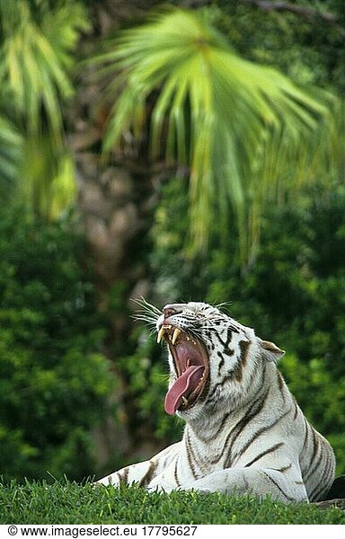 Tiger (Panthera tigris)  Raubkatzen  Raubtiere  Säugetiere  Tiere  White Tiger Yawning
