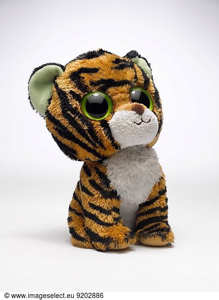 Tiger Panthera tigris Spielzeug belegt Indien